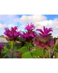 Monarda didyma Bee-Free у саду